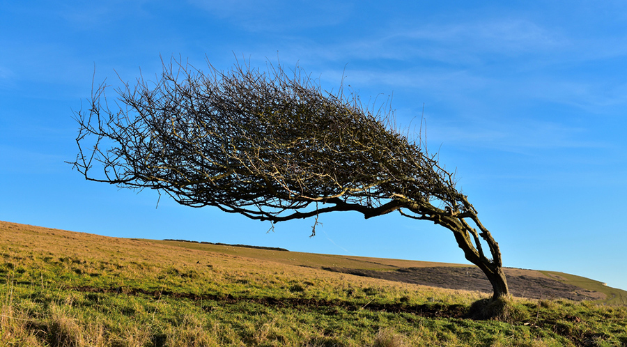 Onderzoek: Veerkracht is de belangrijkste eigenschap voor leiders