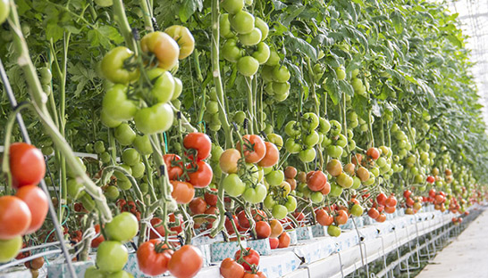 M&A in food & flowers-sector krabbelt weer op na dieptepunt