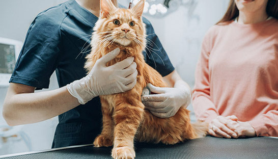 Kosten dierenartsenbezoek de afgelopen decennia geëxplodeerd, Kamer wil maximumtarieven