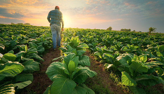 Skal Biocontrole functioneerde redelijk gedurende roerige jaren