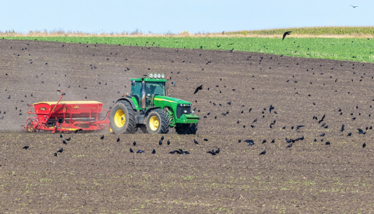 Adviesbureau onderzoekt schade aan landbouwgewassen door kraaiachtigen