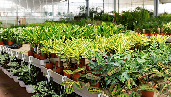 Adviesbureaus helpen tuincentrum Coppelmans met netcongestieproblemen