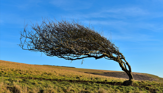 Onderzoek: Veerkracht is de belangrijkste eigenschap voor leiders