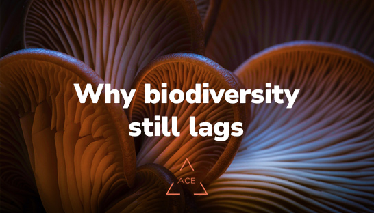 Why biodiversity still lags in the Dutch financial services sector